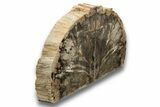 Tall, Stunning Petrified Wood (Elm) Bookends - Oregon #244664-1